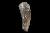 Fossil Phytosaur Tooth - Arizona #88606-1